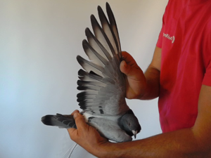 Pigeon image