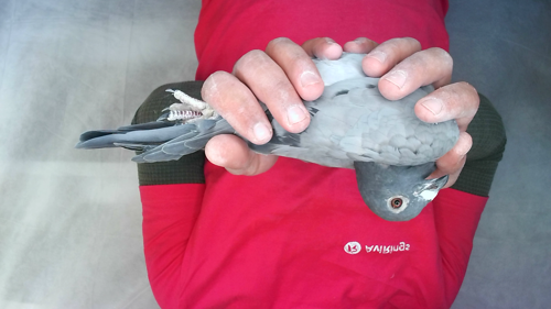 Pigeon image
