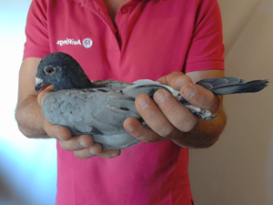 Pigeon image