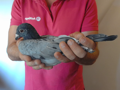 Pigeon image