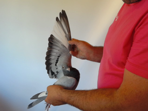 Pigeon image