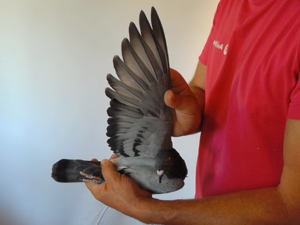 Pigeon image