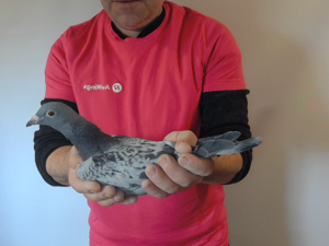 Pigeon image