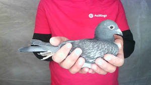 Pigeon image