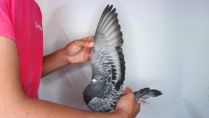 Pigeon image
