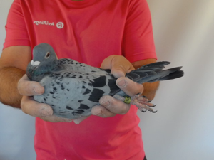 Pigeon image