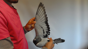 Pigeon image