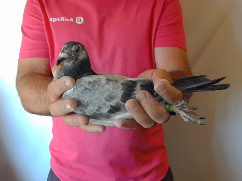 Pigeon image