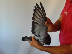 Pigeon image