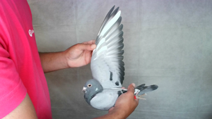Pigeon image