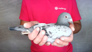 Pigeon image