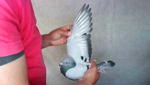 Pigeon image