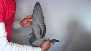 Pigeon image