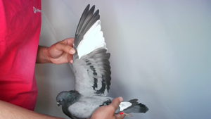 Pigeon image