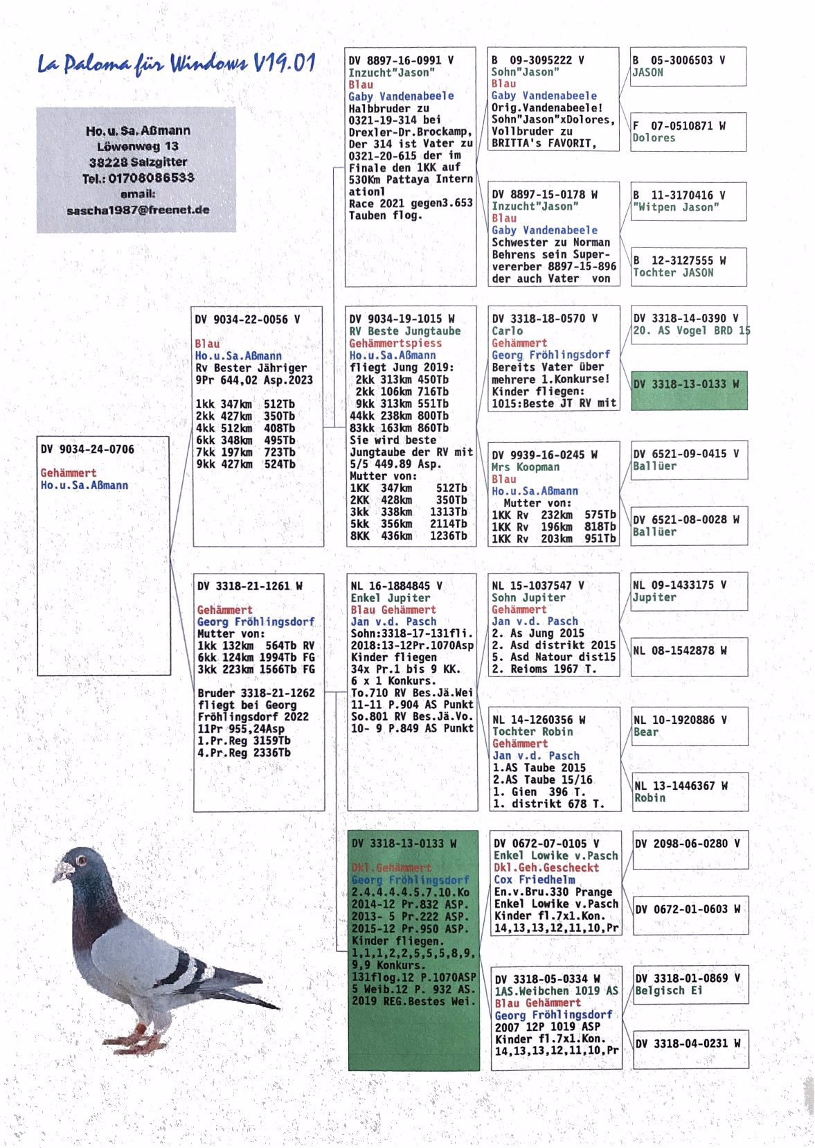 Pigeon pedigree image
