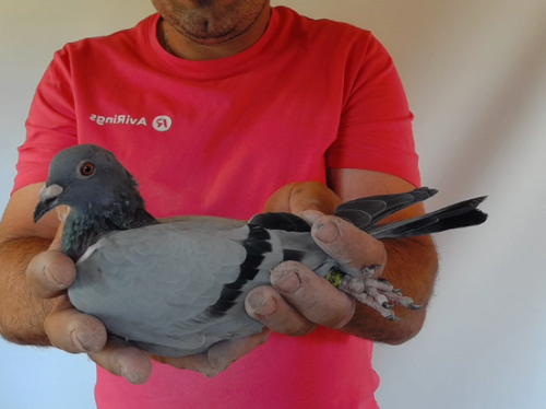 Pigeon image