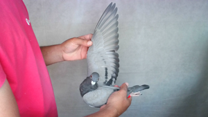Pigeon image