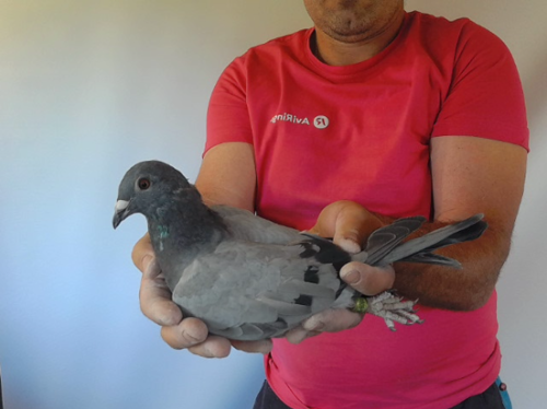 Pigeon image