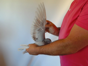 Pigeon image