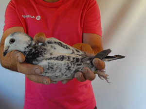 Pigeon image
