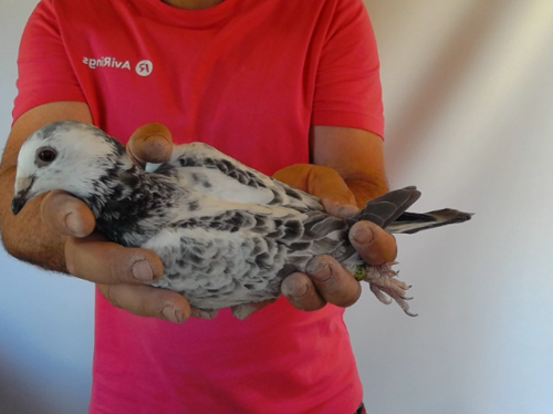 Pigeon image