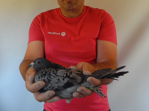 Pigeon image