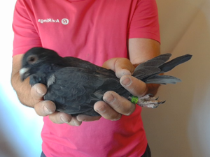 Pigeon image