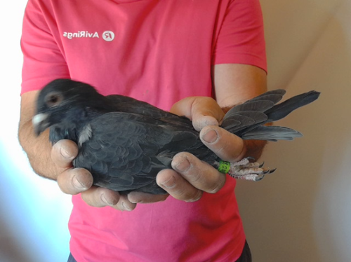 Pigeon image