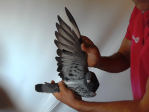 Pigeon image