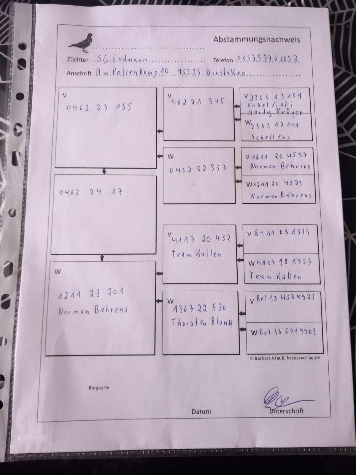 Pigeon pedigree image