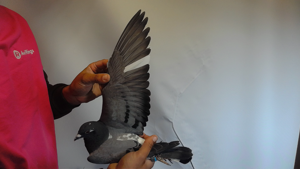 Pigeon image