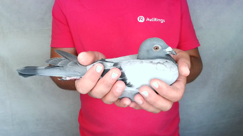 Pigeon image