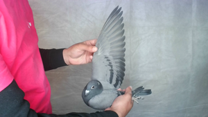 Pigeon image