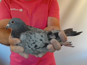 Pigeon image