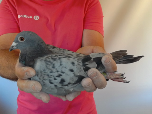 Pigeon image