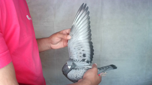 Pigeon image