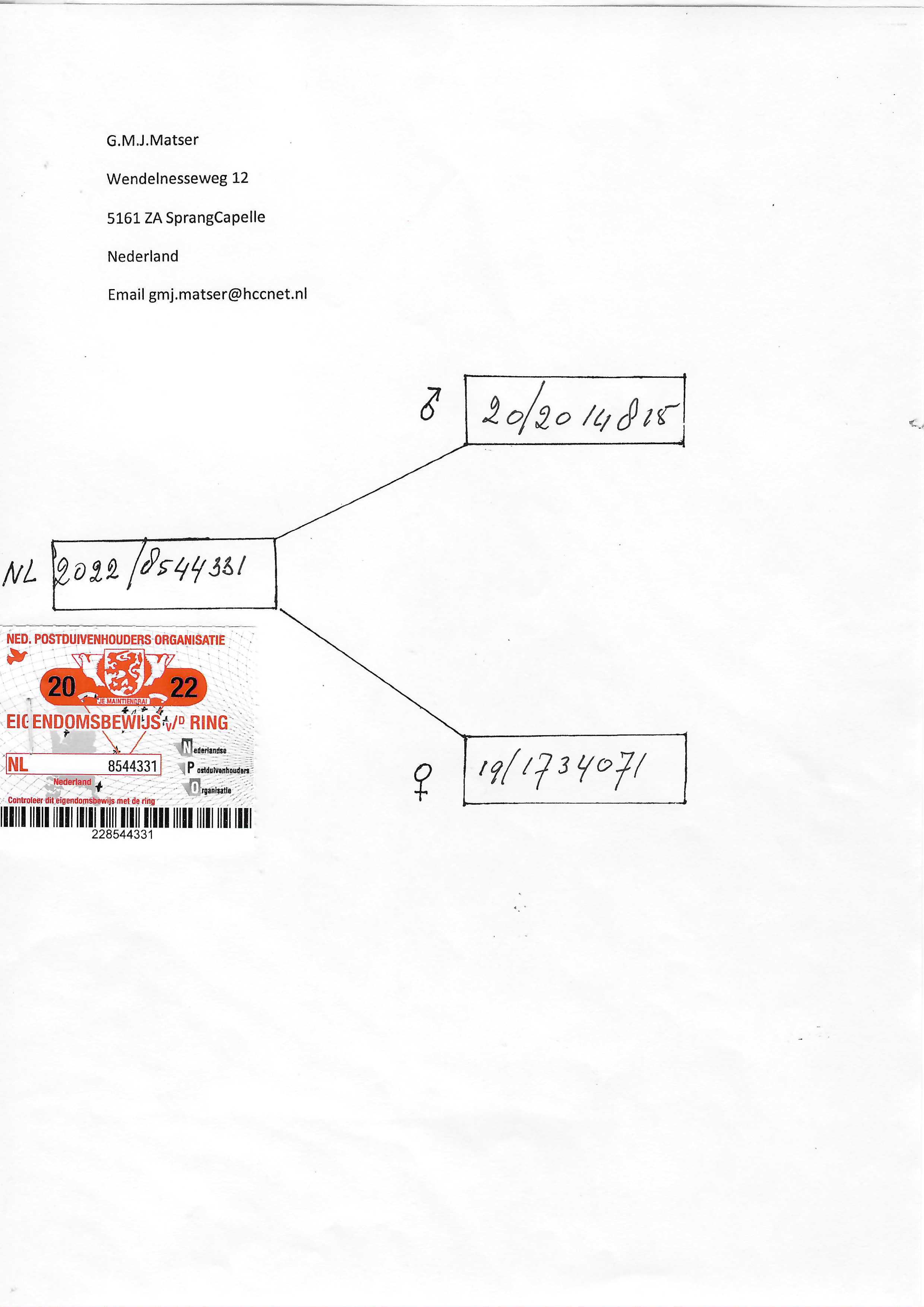 Pigeon pedigree image