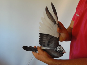 Pigeon image