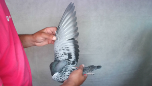 Pigeon image