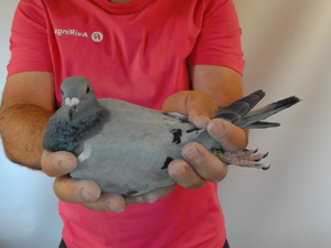 Pigeon image