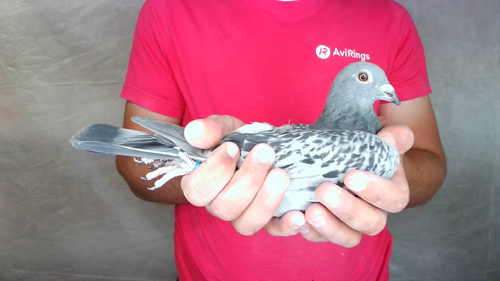 Pigeon image