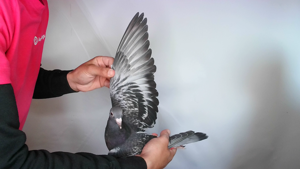 Pigeon image