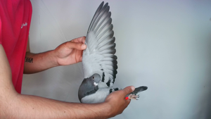 Pigeon image