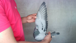 Pigeon image