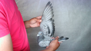 Pigeon image