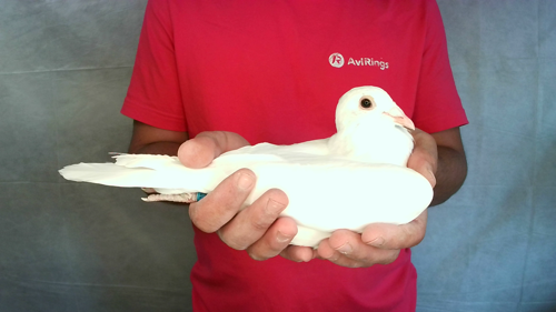 Pigeon image