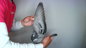 Pigeon image
