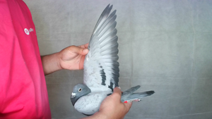 Pigeon image