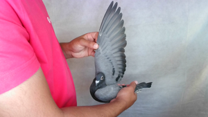 Pigeon image