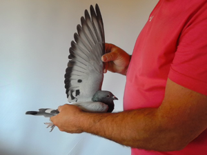 Pigeon image